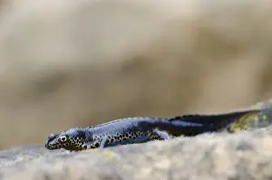 Alpine Newt (Mesotriton alpestris) introduced species, adult male, resting on rock, Canterbury, Kent, England, March