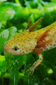 Larval Prints: Alpine Newt (Mesotriton alpestris) neotenic young