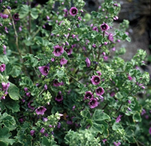 Poppy Prints: Alpine Poppy