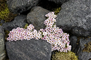 Primulaceae Prints: Alpine Rock-jasmine (Androsace alpina) flowering