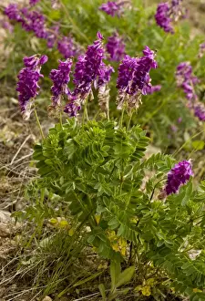 Middle East Prints: Alpine Sainfoin (Hedysarum hedysaroides) flowering