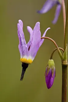 Californian Prints: Alpine Shooting Star (Dodecatheon alpinum) close-up of flower and bud