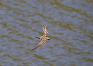 Iberia Prints: Alpine Swift (Apus melba) adult, in flight over water, Castilla y Leon, Spain, June