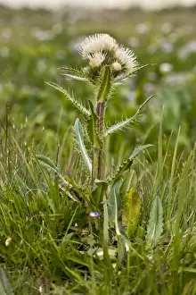 Middle East Prints: Alpine Thistle (Cirsium simplex) flowering (at 2500m)