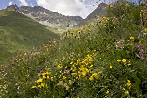 Slopes Prints: Alpine wildflowers flowering in high pasture habitat