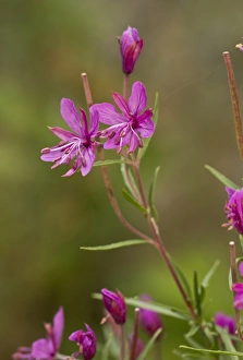 Alpine Willowherb (Epilobium dodonaei) flowering, French Alps, France, August