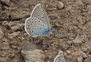 Southeastern Europe Prints: Amandas Blue (Agrodiaetus amanda) adult male
