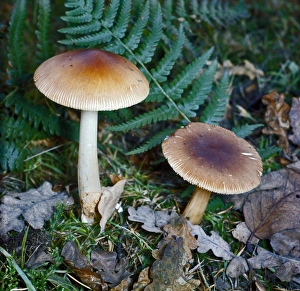 Amanitaceae Prints: Amanita vaginata, commonly known as the grisette