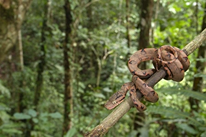 Amazonia Prints: Amazon Tree Boa (Corallus hortulanus) young