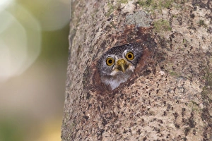 Nest Prints: Amazonian Pygmy-owl (Glaucidium hardyi) adult