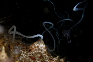 Lembeh Prints: Amberfish Sea Cucumber (Thelenota anax) adult