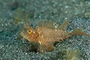 Muck Prints: Ambon Scorpionfish (Pteroidichthys amboinensis) adult
