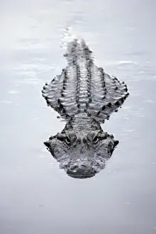 Animals USA Prints: America Alligator (Alligator mississippiensis) adult swimming at water surface