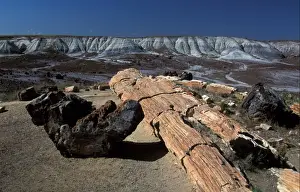 Arizona Prints: America North USA Arizona. Fossilized Wood in the Painted Desert, Arizona, USA