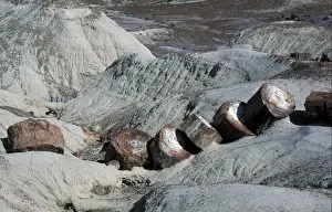 America North USA Arizona. Fossilized Wood in the Painted Desert, Arizona, USA