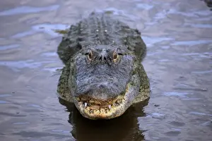 Animals USA Prints: American Alligator (Alligator mississipiensis) adult