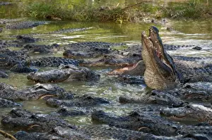 Farmed Prints: American Alligator (Alligator mississipiensis) adults