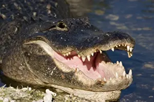 Animals USA Prints: American Alligator; Alligator mississppiensis; showing mouth, teeth, and head