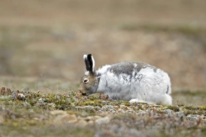 Hares Prints: American Arctic Hare (Lepus arcticus) adult