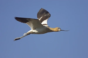 Klamath Prints: American Avocet (Recurvirostra americana) adult