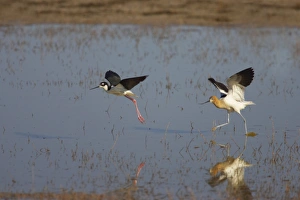 American Avocet (Recurvirostra americana) adult, breeding plumage, chasing Black-necked Stilt (Himantopus mexicanus), Klamath National Wildlife Refuge, Oregon, U. S. A
