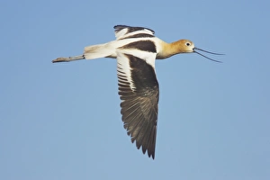 American Avocet (Recurvirostra americana) adult, breeding plumage, calling in flight, Klamath N. W. R. Oregon, U. S. A