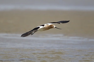 American Avocet (Recurvirostra americana) adult, breeding plumage, in flight, Bolivar Flats, Upper Texas Coast, Texas