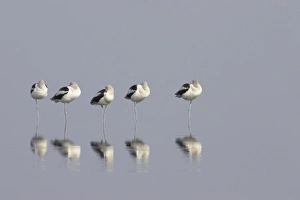 Sleeping Prints: American Avocet (Recurvirostra americana) five adults