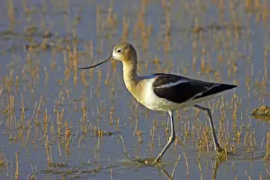 Klamath Prints: American Avocet (Recurvirostra americana) immature