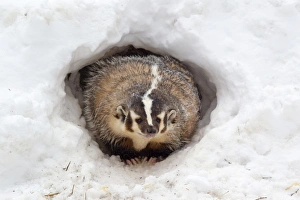 American Badger (Taxidea taxus) adult, at sett entrance in snow, Montana, U. S. A, january (captive)