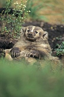 Badger Prints: American Badger (Taxidea taxus) adult laying on back
