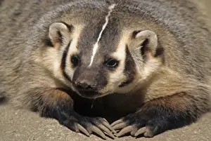 Claw Prints: American Badger (Taxidea taxus) close-up of head and claws
