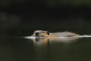 Rodent Prints: American Beaver (Castor canadensis) adult