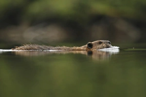 American Beaver (Castor canadensis) adult, swimming, in temperate coastal rainforest, Coast Mountains