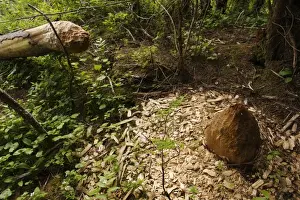 Rodent Prints: American Beaver (Castor canadensis) felled tree trunk