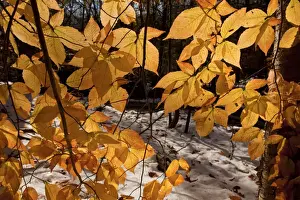 Colors Prints: American Beech (Fagus grandifolia) close-up of leaves