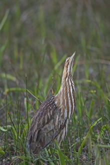 American Bittern (Botaurus lentiginosus) adult, standing in wetland, Everglades N. P. Florida, U. S. A