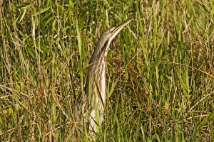American Bittern (Botaurus lentiginosus) adult, standing amongst reeds, Anhinga Trail, Florida, U. S. A. February