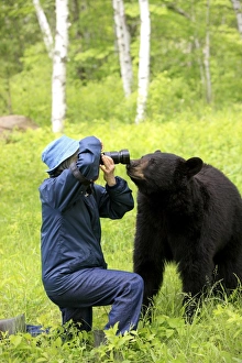 Animals USA Prints: American Black Bear (Ursus americanus) adult