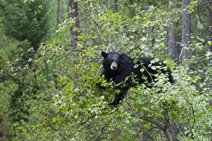 American Black Bear (Ursus americanus) adult, climbing tree to feed on berries, Grand Teton N. P. Wyoming, U. S. A