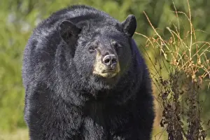 American Black Bear (Ursus americanus) close-up of adult, in forest clearing, Nova Scotia, Canada