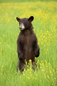 Bear Prints: American Black Bear (Ursus americanus) cub