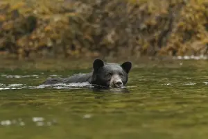 American Black Bear (Ursus americanus kermodei) adult, swimming and fishing for salmon