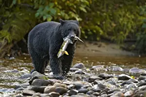 Caught Prints: American Black Bear (Ursus americanus kermodei) adult