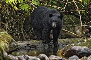 American Black Bear (Ursus americanus kermodei) adult, fishing for salmon at edge of river in temperate coastal