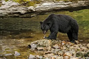American Black Bear (Ursus americanus kermodei) adult, feeding on catch, fishing for salmon at edge of river in