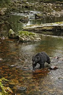 American Black Bear (Ursus americanus kermodei) adult, fishing for salmon at edge of river in temperate coastal
