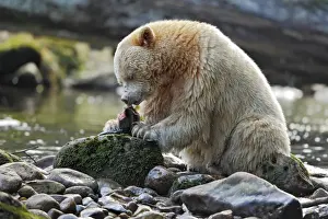 American Black Bear (Ursus americanus kermodei) Spirit Bear white morph, adult, feeding on catch
