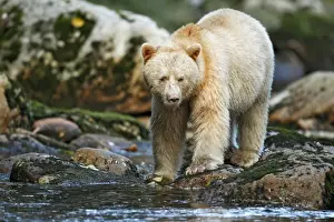 American Black Bear (Ursus americanus kermodei) Spirit Bear white morph, adult