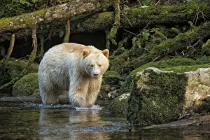 American Black Bear (Ursus americanus kermodei) Spirit Bear white morph, adult